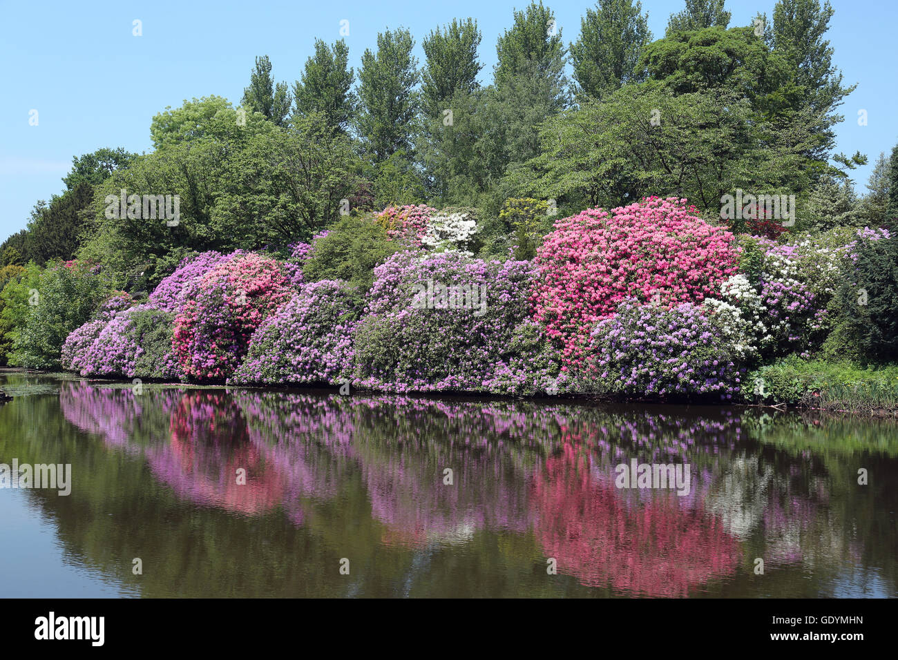 Rhododendron reflétant dans une piscine Banque D'Images