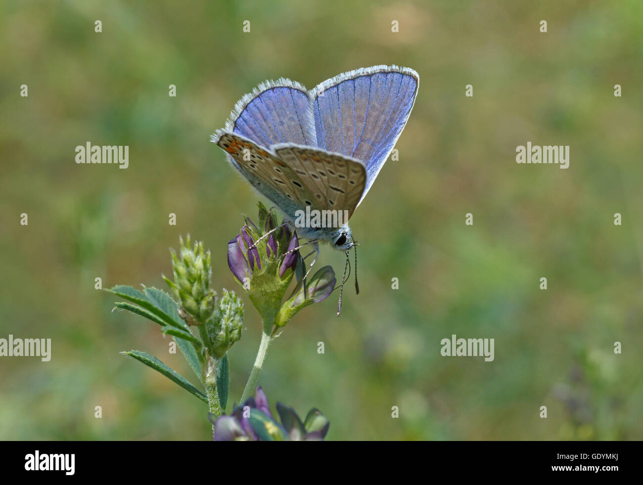 Papillon bleu commun sur les fleurs sauvages Banque D'Images