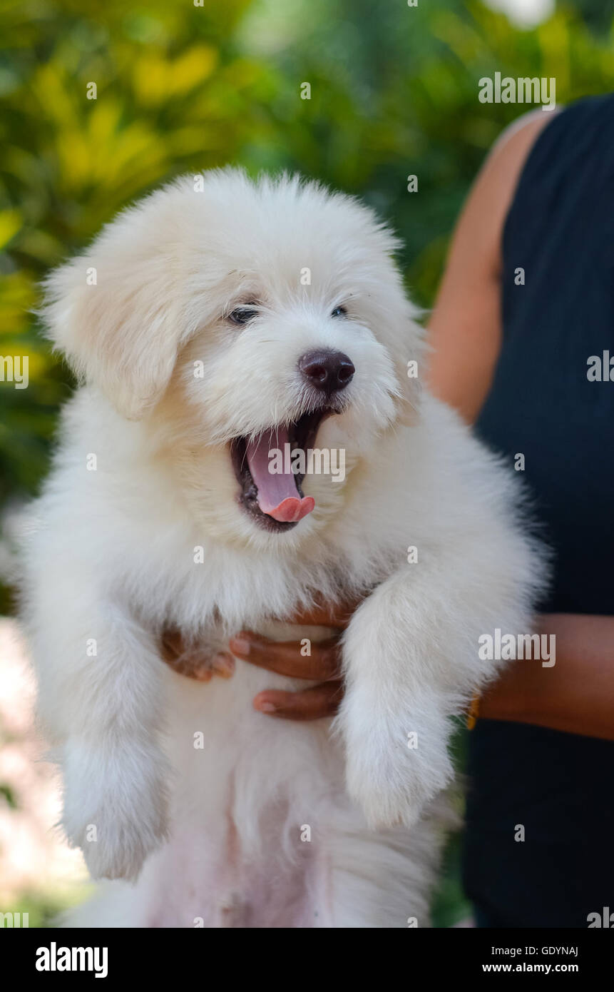 Un adorable chiot Terrier tibétain Banque D'Images