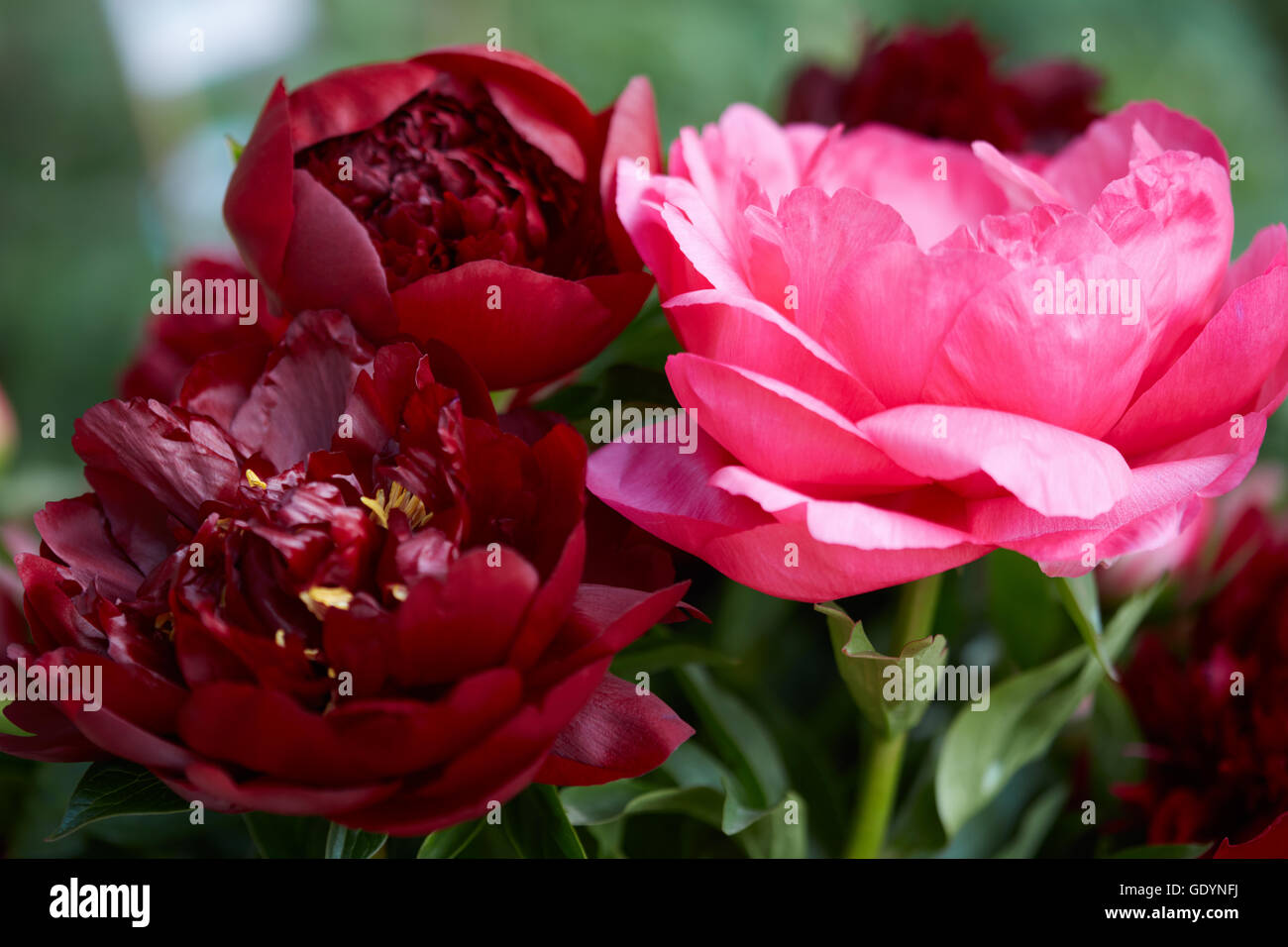 Paeonia fleurs de couleurs rouge et rose macro Banque D'Images