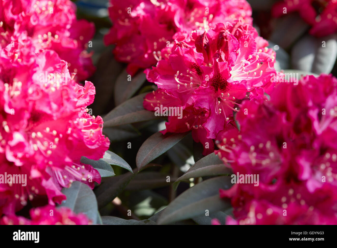 Rhododendron rose rouge fond Fleurs de soleil Banque D'Images