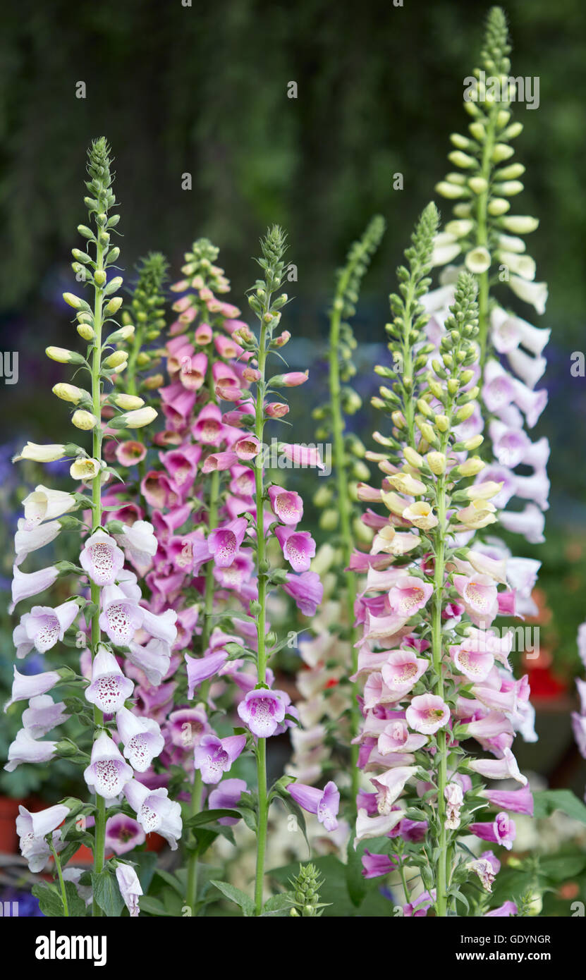 La digitale pourpre, Digitalis purpurea rose, blanc fleurs et bourgeons Banque D'Images