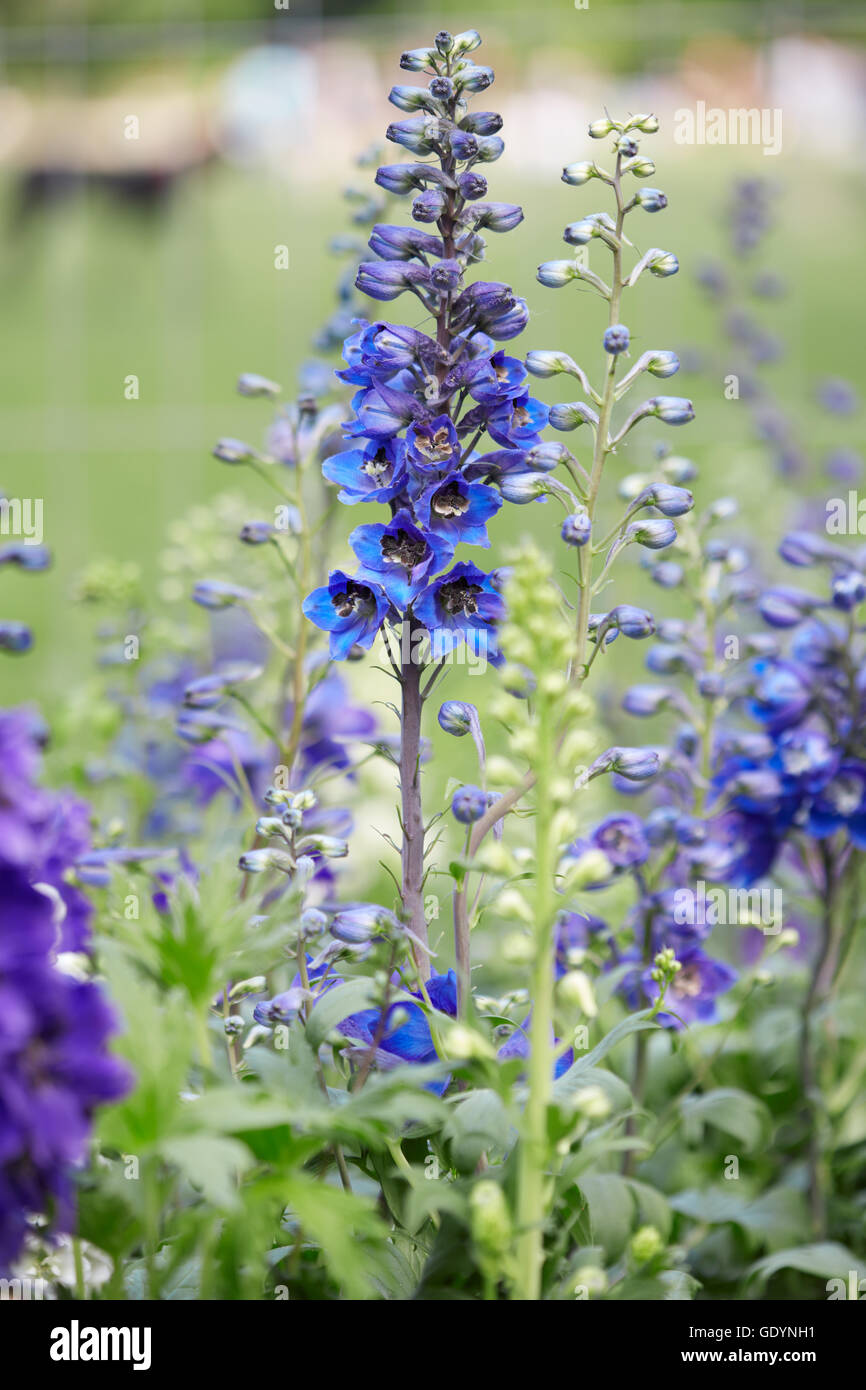 Delphinium bleu fleurs et bourgeons, Delphinium elatum Banque D'Images