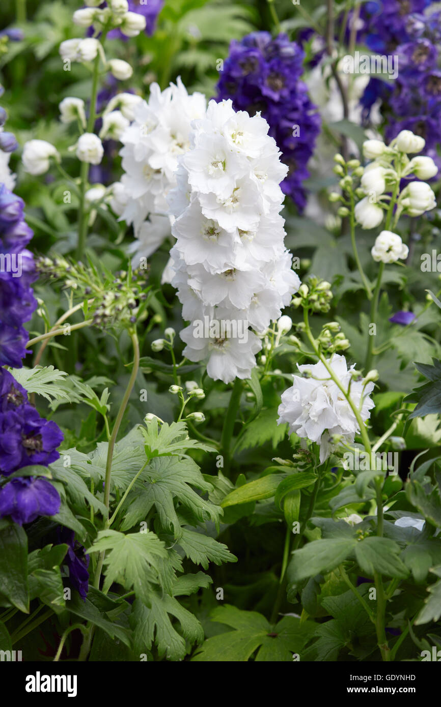 Les fleurs, blanc delphinium Delphinium elatum Banque D'Images