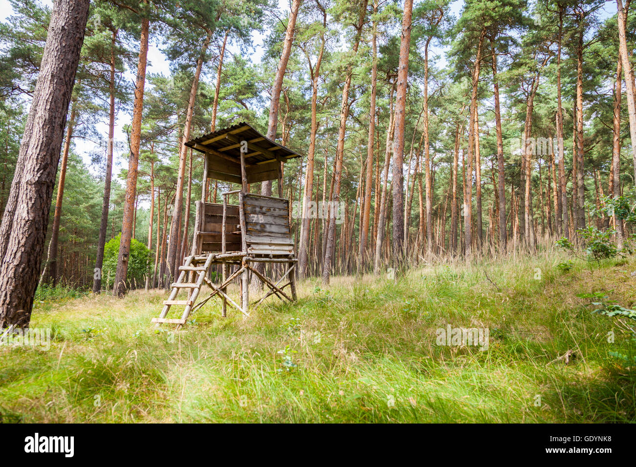 Deerstand allemand dans une forêt Banque D'Images