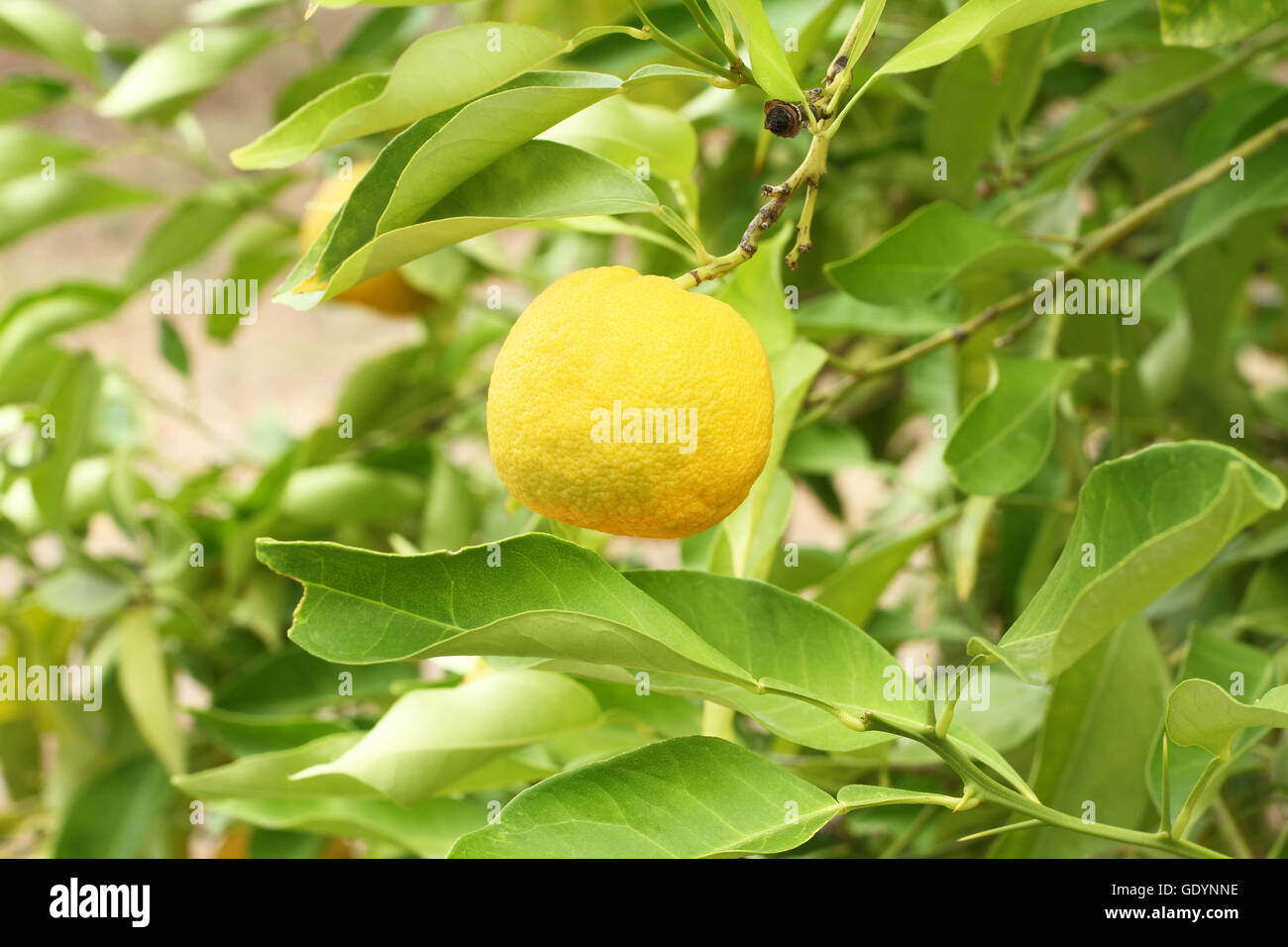 Les fruits jaunes mûrs sur Yuzu - bush citron japonais Banque D'Images