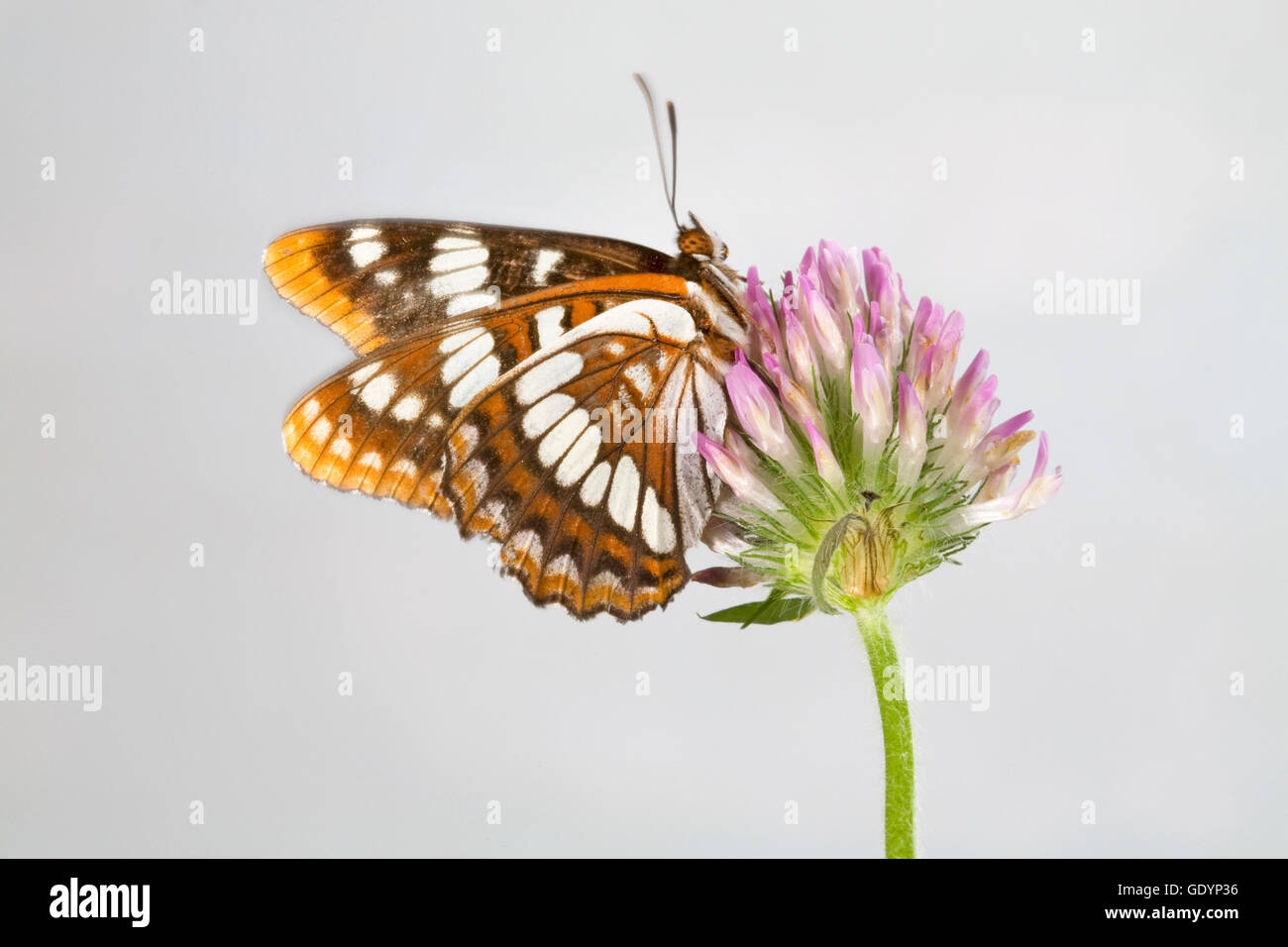 Un amiral de Lorquin (Limenitis lorquini) papillon, le long de la rivière Metolius dans l'Oregon Cascade Mountains près de Sœurs, Orego Banque D'Images