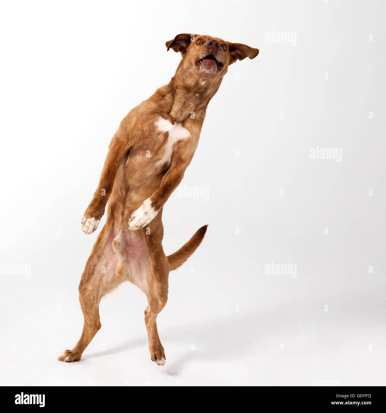 Mixed breed dog debout sur une jambe en dansant. Banque D'Images