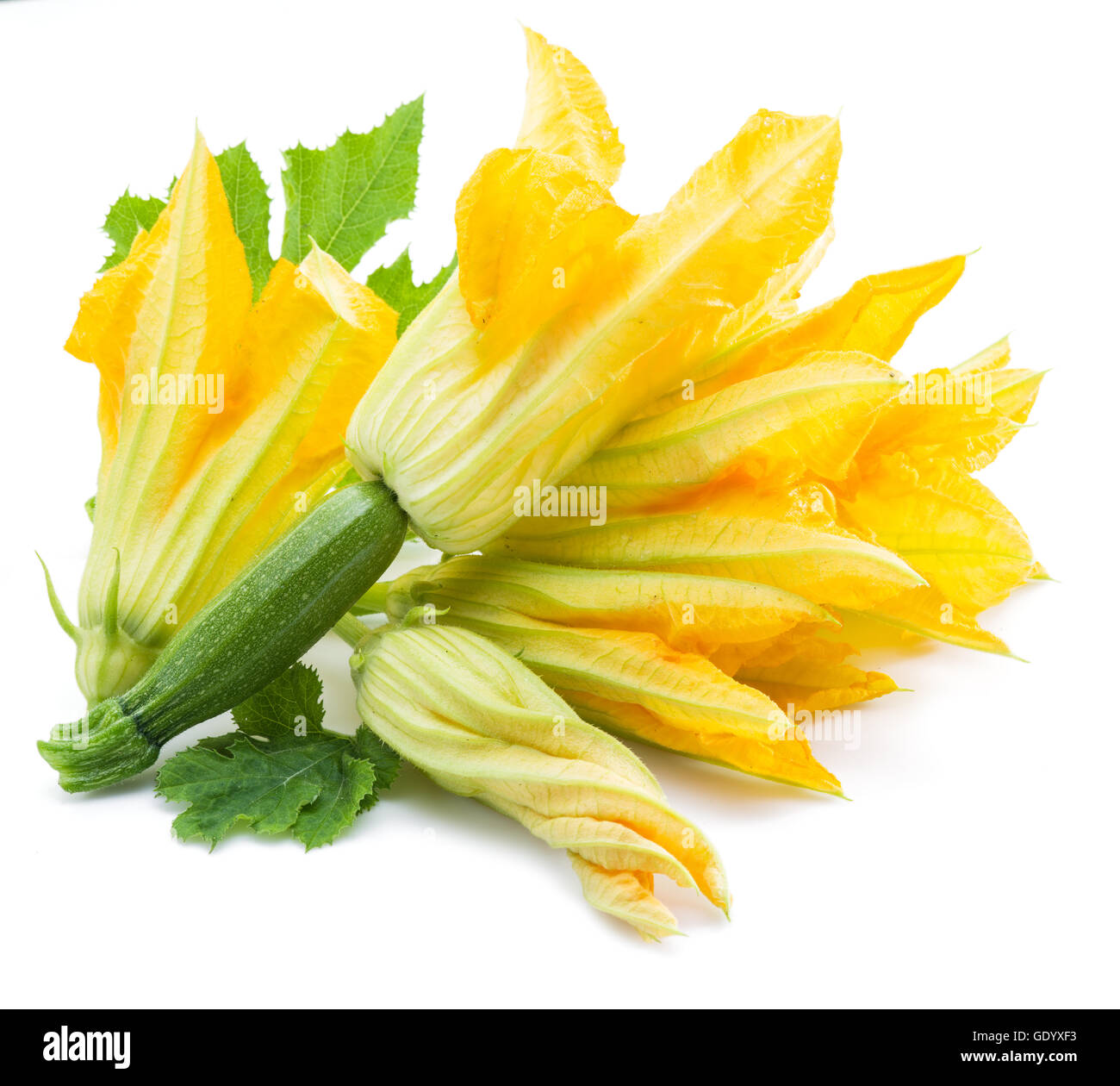 Fleurs de courgettes sur un fond blanc. Banque D'Images