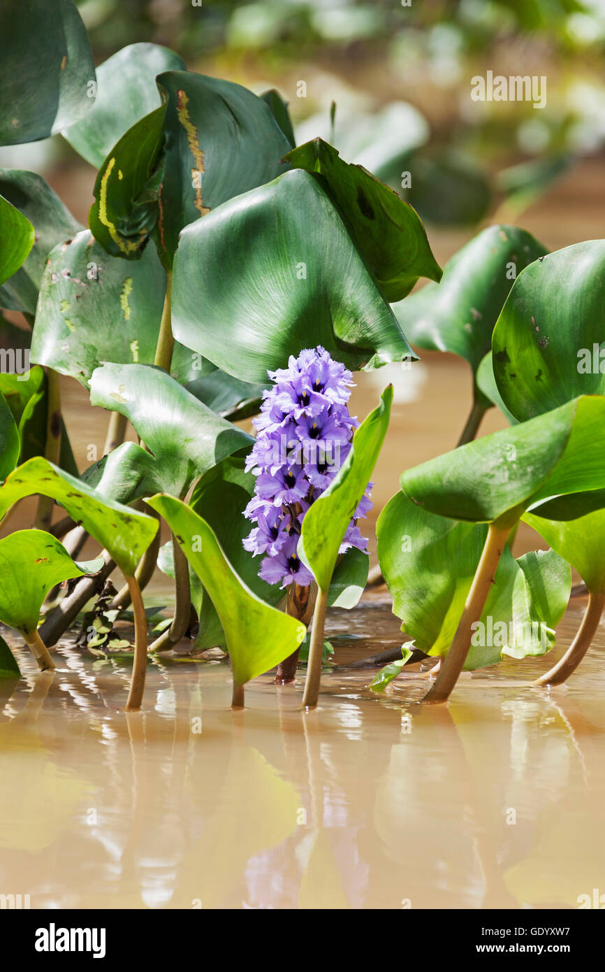 Close-up de jacinthe d'eau (Eichhornia crassipes) fleur, Orinoco Delta, Venezuela Banque D'Images