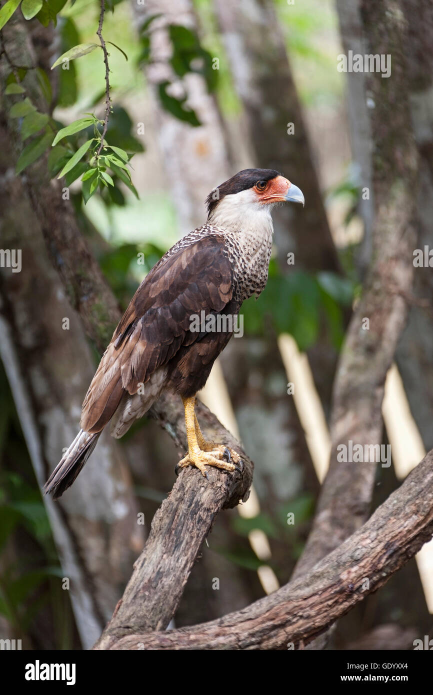 Vue latérale d'un (Caracara caracara commun) perching on branche d'arbre, Orinoco Delta, Venezuela Banque D'Images