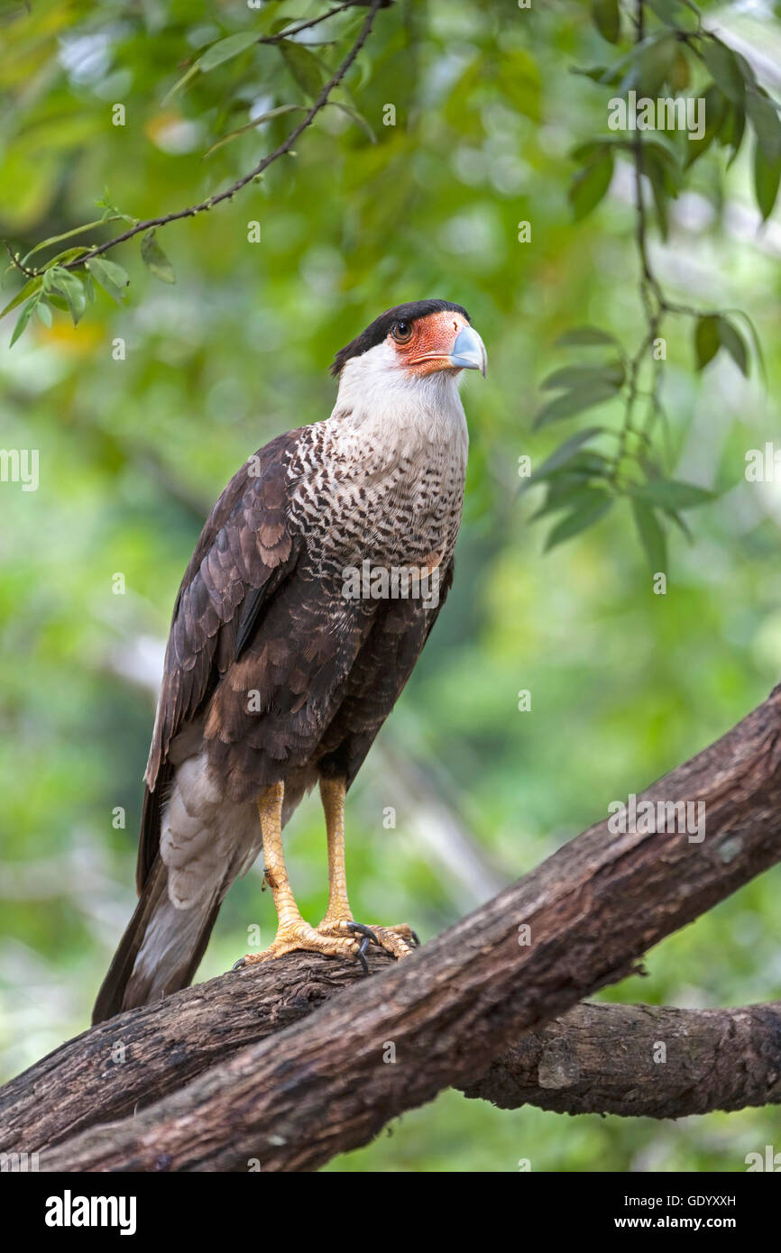 (Caracara caracara commun) perching on branche d'arbre, Orinoco Delta, Venezuela Banque D'Images