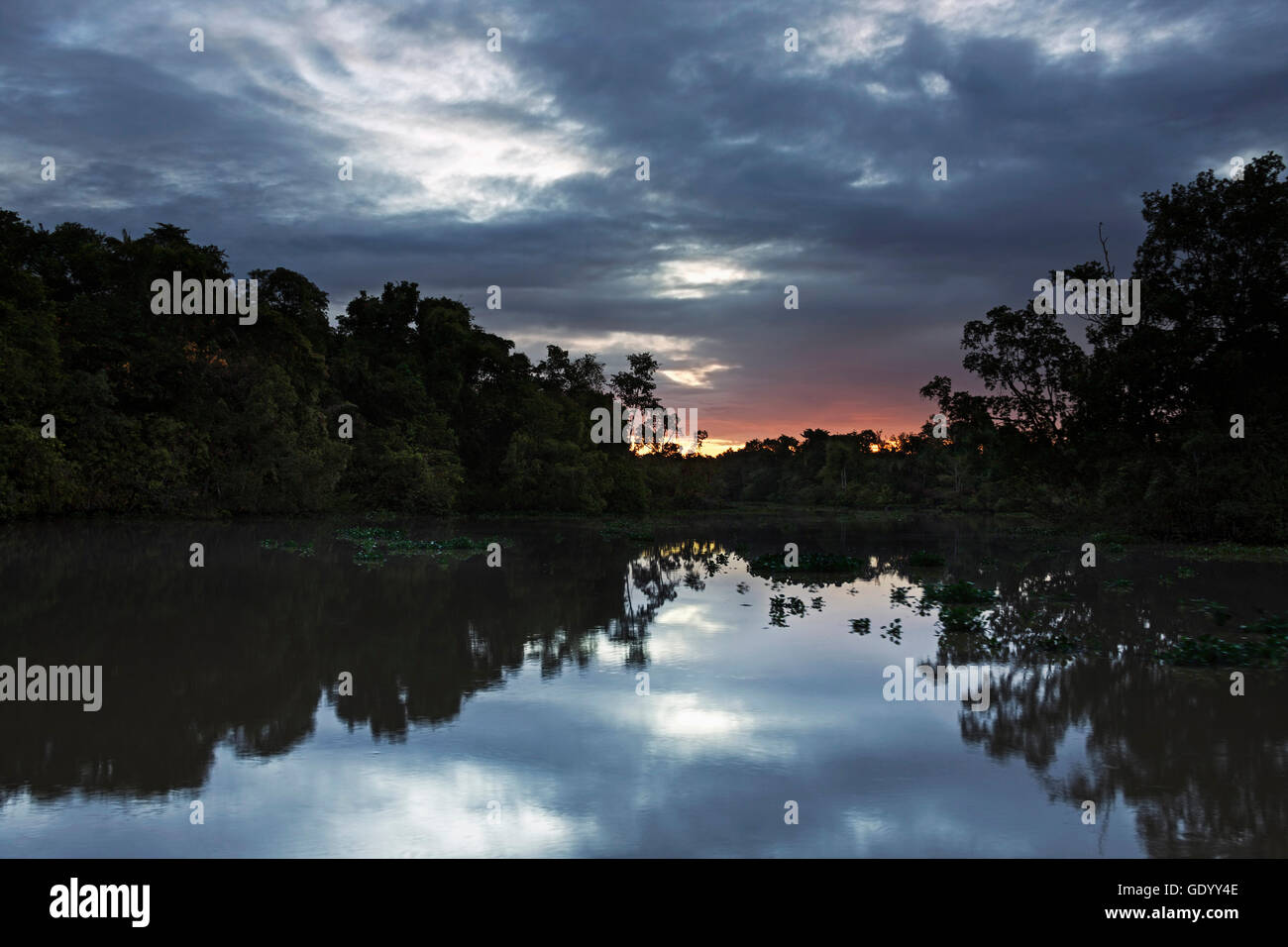 Forêt tropicale à la rive du fleuve, le fleuve d'Orinoco, Orinoco Delta, Venezuela Banque D'Images