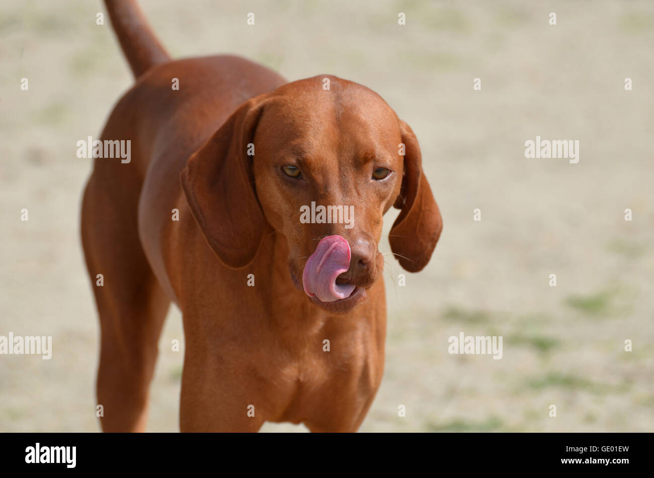 Gorgeous redbone coonhound lécher le bout de son nez avec une langue rose. Banque D'Images