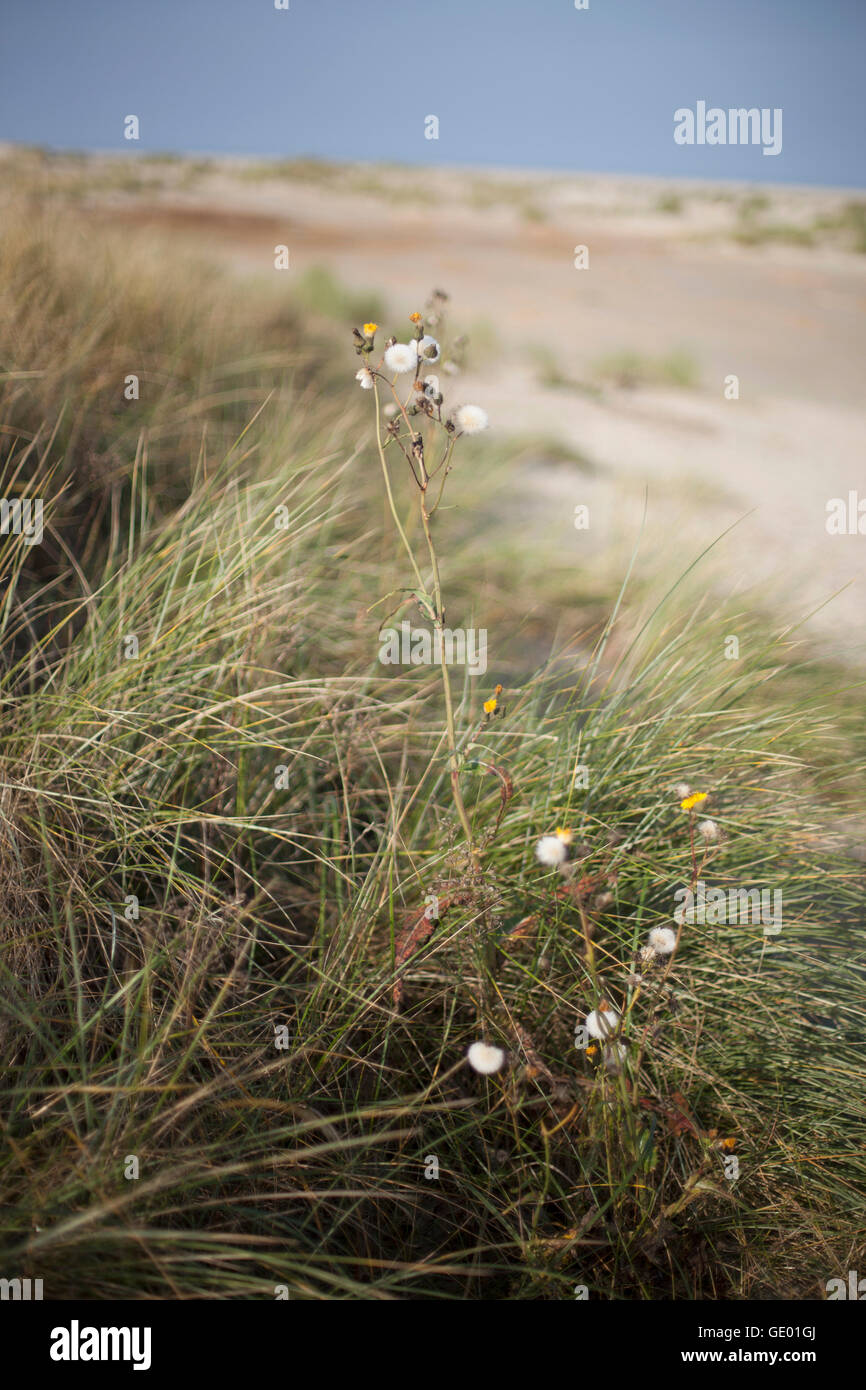 Fleurs de pissenlit sur champ, Renesse, Schouwen-Duiveland, Zélande, Pays-Bas Banque D'Images
