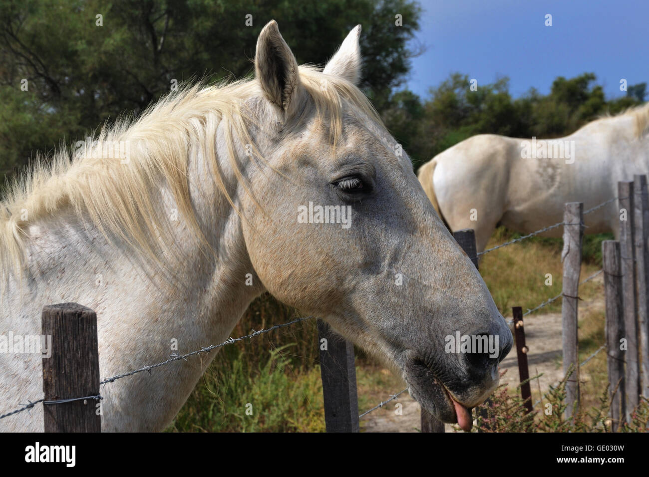 Le cheval Camargue est une ancienne race indigène de la région de la Camargue et d'un populaire et image romantique de la région. Banque D'Images