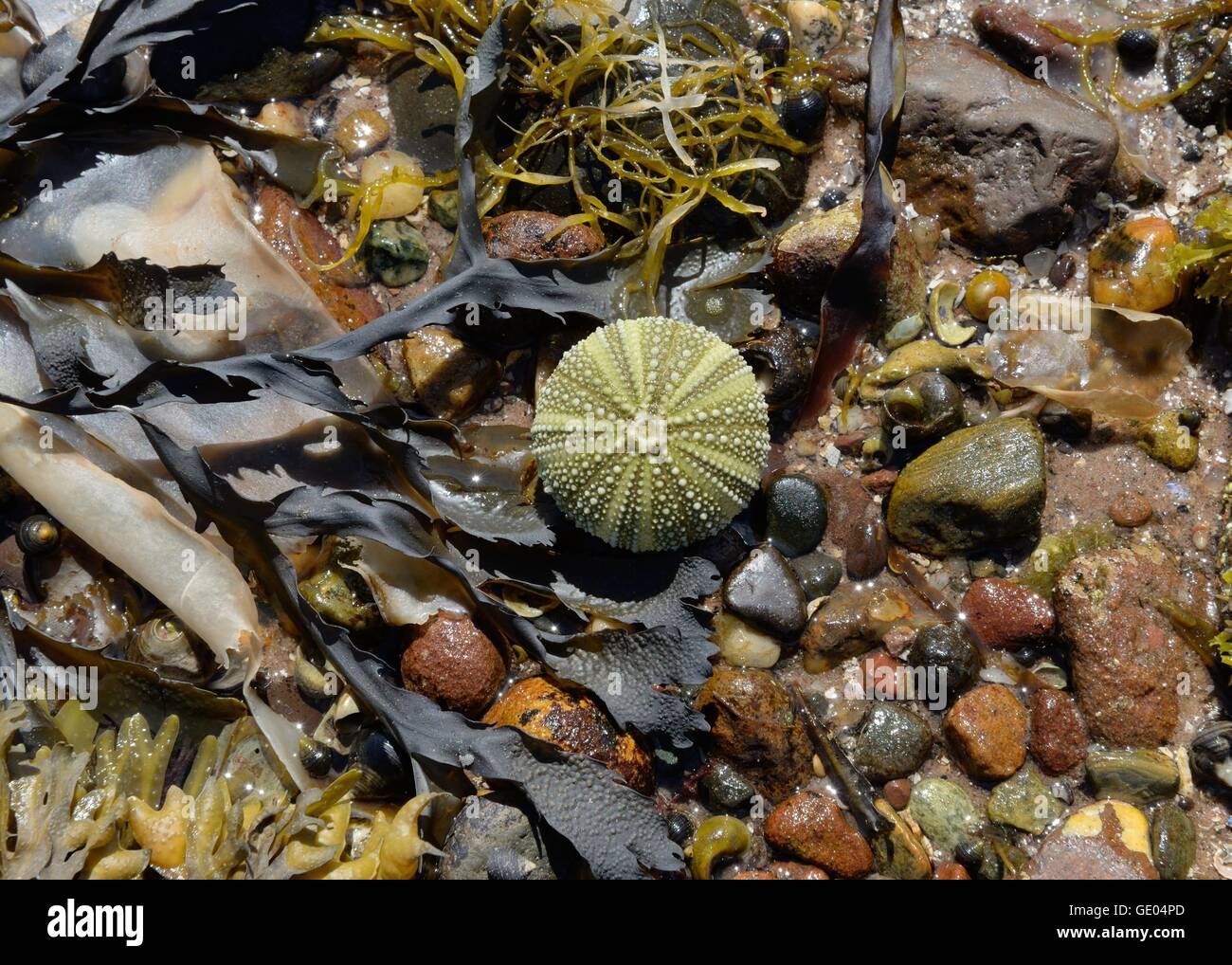Une coquille d'oursin mort (Echinoidea) sur une plage de stoney à l'ouest de l'Écosse. Banque D'Images