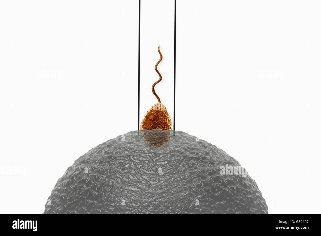 Processus de reproduction chez l'homme Banque D'Images