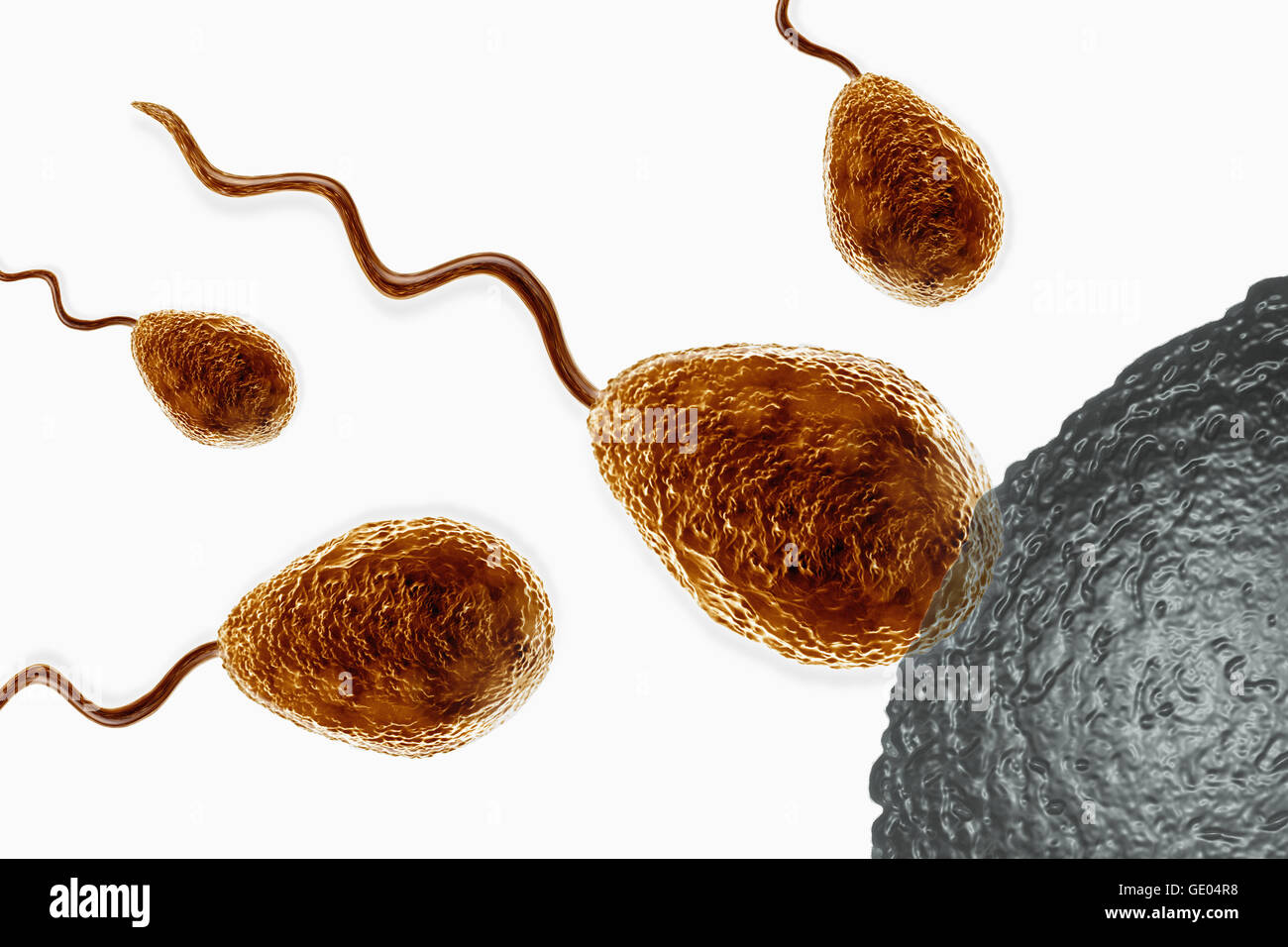 Processus de reproduction chez l'homme Banque D'Images