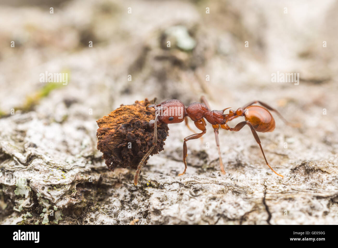 Une guêpe fourmi Aphaenogaster tennesseensis (travailleur) a récupéré la nourriture à son nid. Banque D'Images