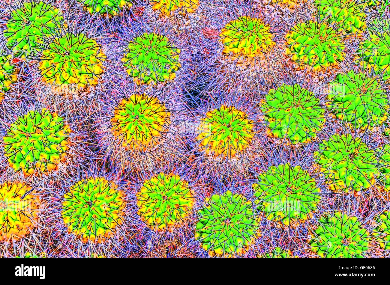 Cactus, vert clair, jaune, les épines, la manipulation de l'image, violett, nombreux, ensemble, inter-relié Banque D'Images