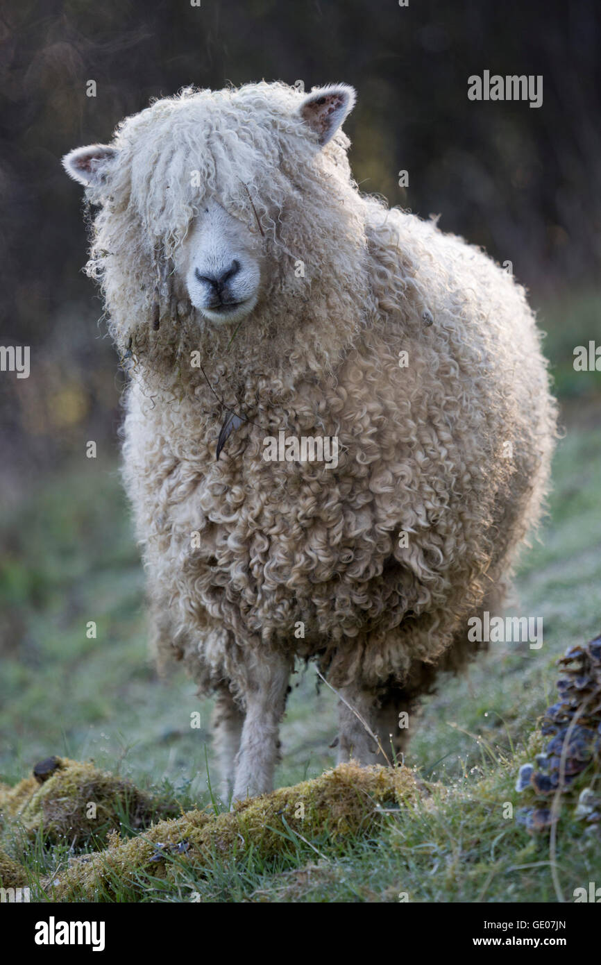 Lion de Cotswold race de moutons, Cotswolds, Gloucestershire, Angleterre, Royaume-Uni, Europe Banque D'Images