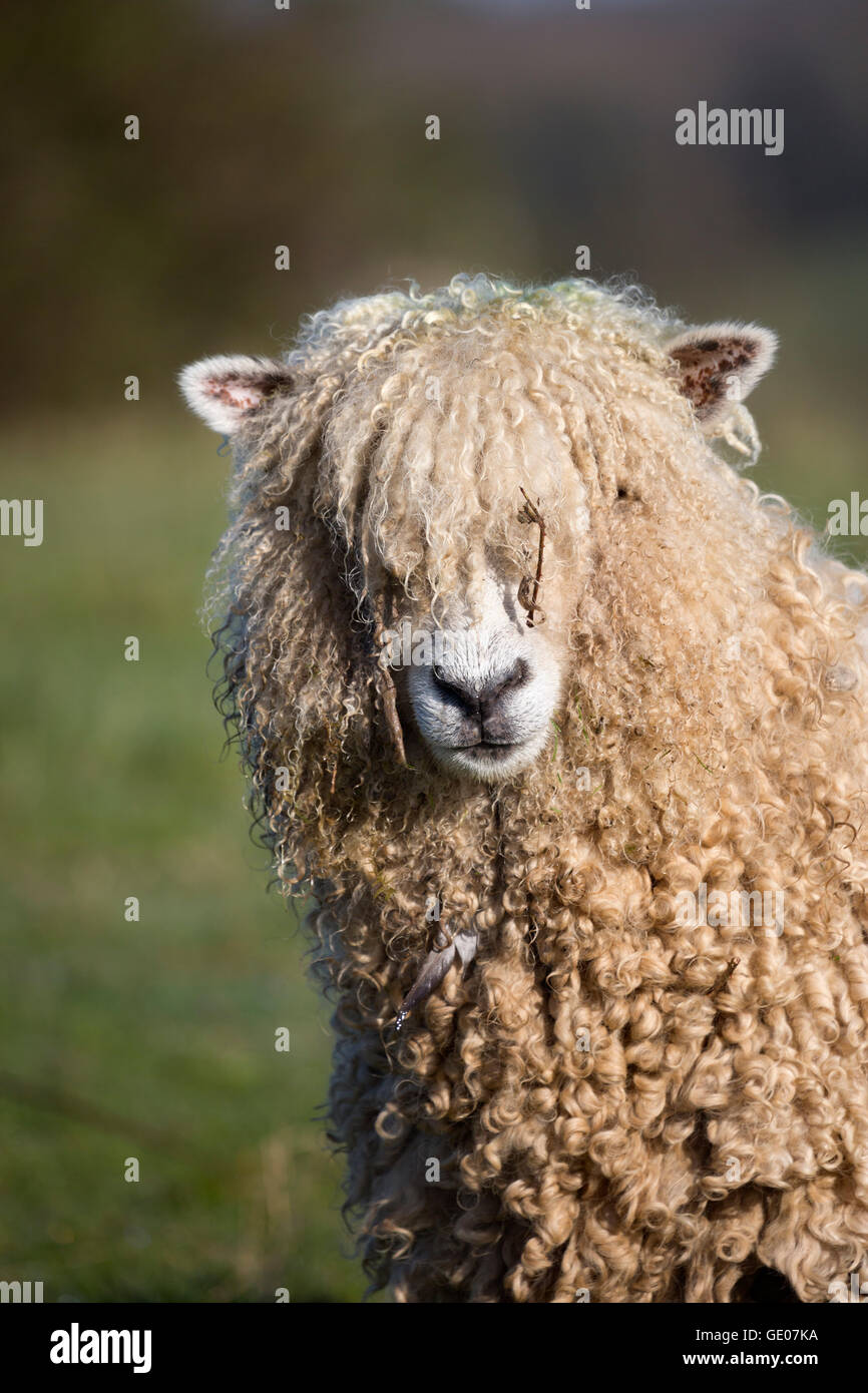 Lion de Cotswold race de moutons, Cotswolds, Gloucestershire, Angleterre, Royaume-Uni, Europe Banque D'Images