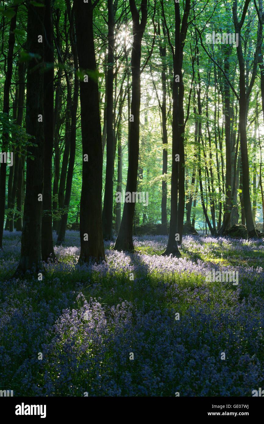 Bluebell wood, près de Stow-on-the-Wold, Cotswolds, Gloucestershire, Angleterre, Royaume-Uni, Europe Banque D'Images