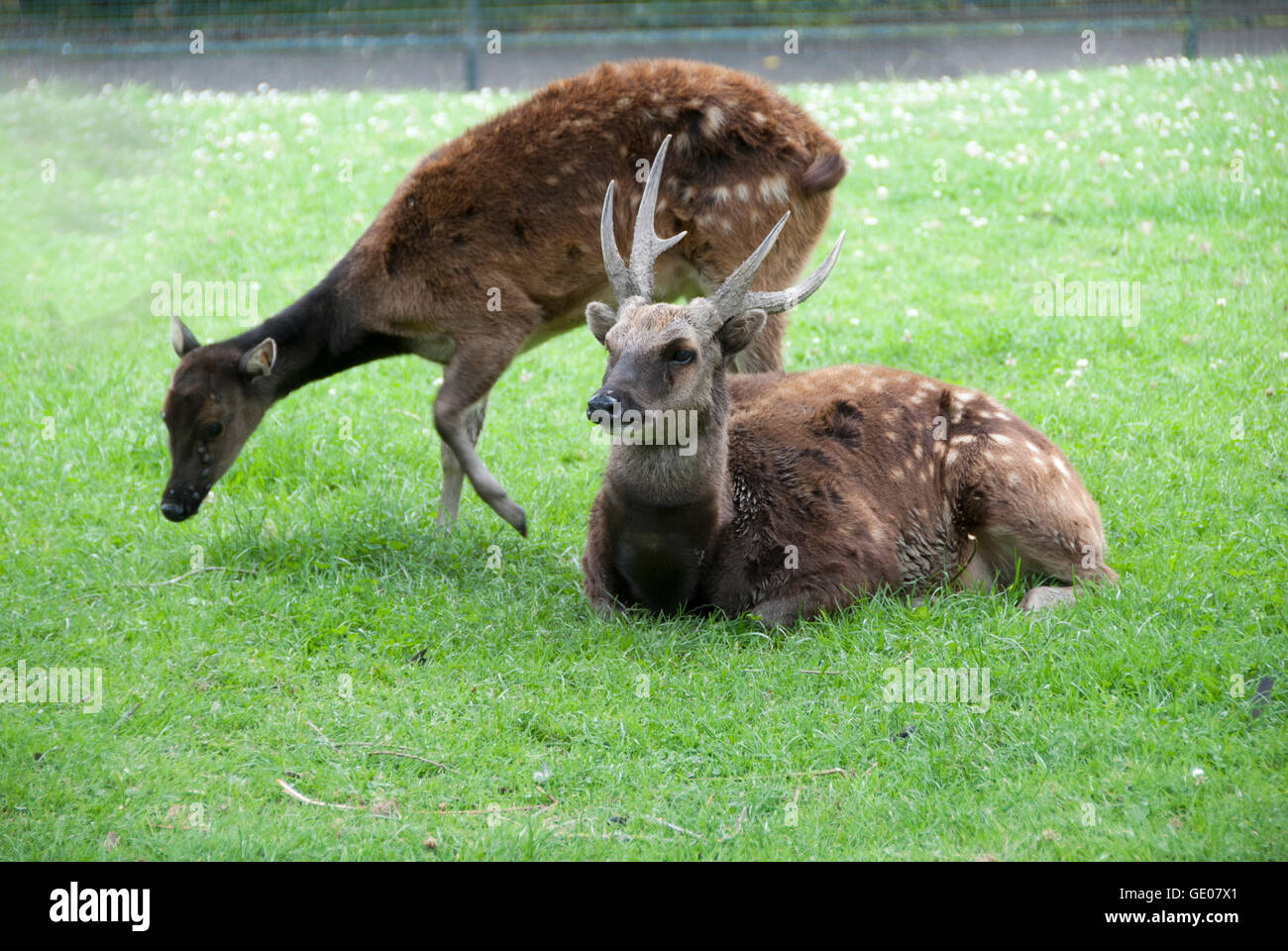 Philippine mâle et femelle spotted deer Rusa alfredi() Banque D'Images