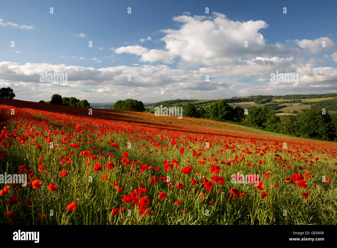 Domaine de coquelicots rouges, près de Winchcombe, Cotswolds, Gloucestershire, Angleterre, Royaume-Uni, Europe Banque D'Images