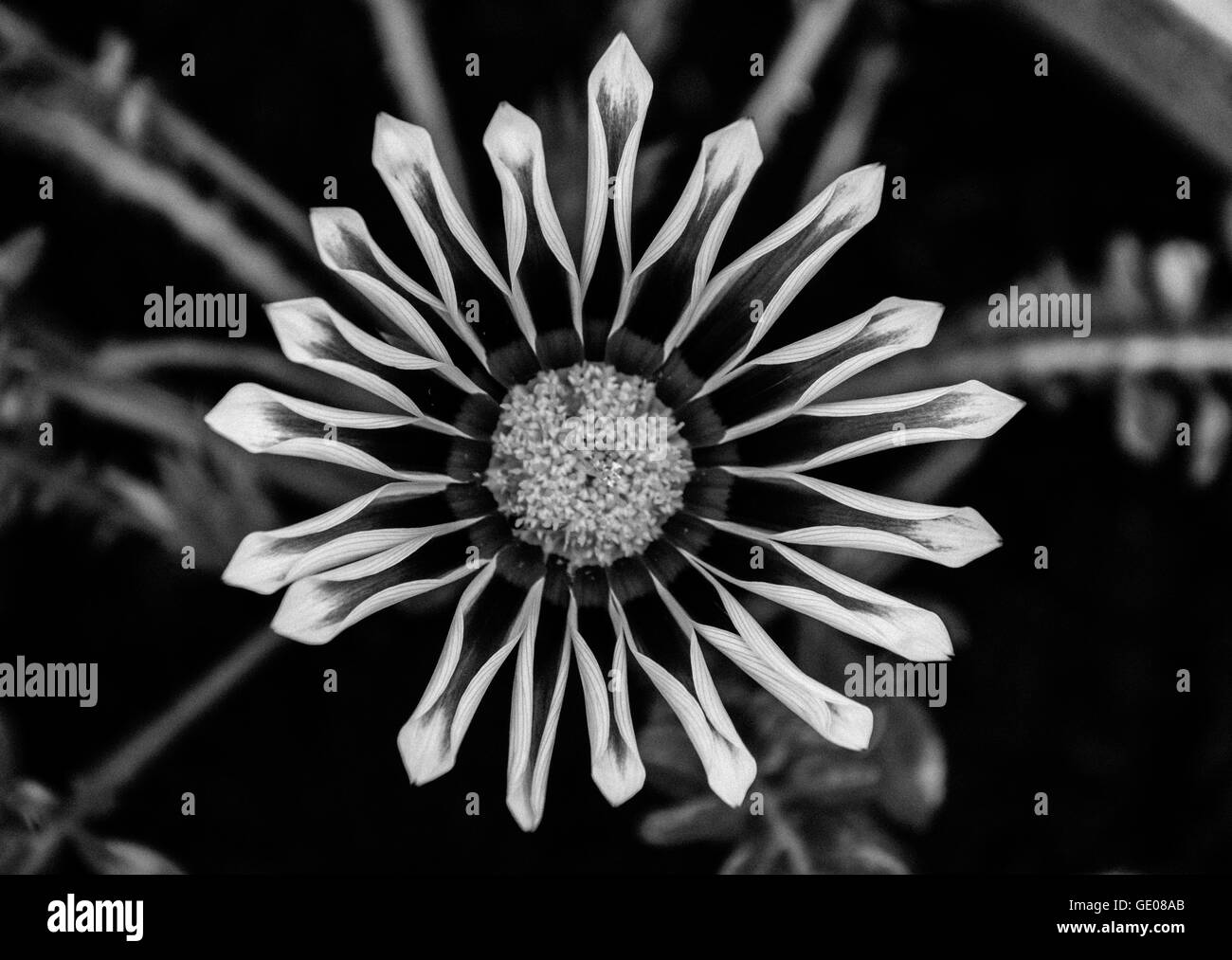 Image en noir et blanc vue de dessus de fleur Gazania Banque D'Images