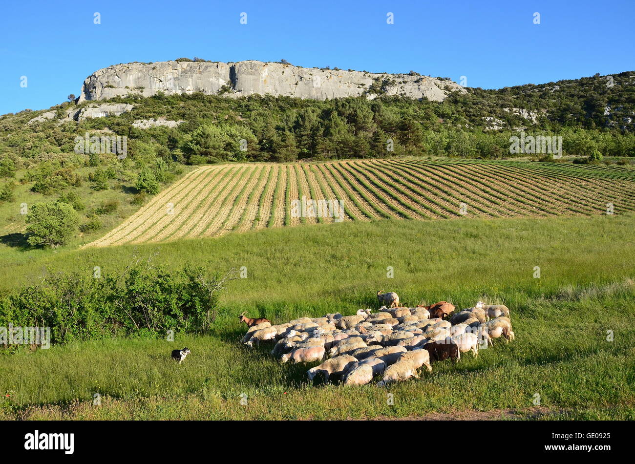 Géographie / voyages, France, Provence, Lioux, la falaise de la Madeleine, roche, Additional-Rights Clearance-Info-Not-Available- Banque D'Images