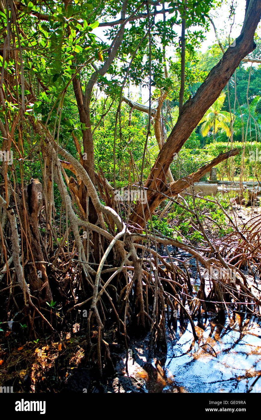 Botanique, mangrove (Avicennia), J. N. Ding Darling National Wildlife Refuge, Sanibel Island, Floride, USA,-Additional-Rights Clearance-Info-Not-Available Banque D'Images