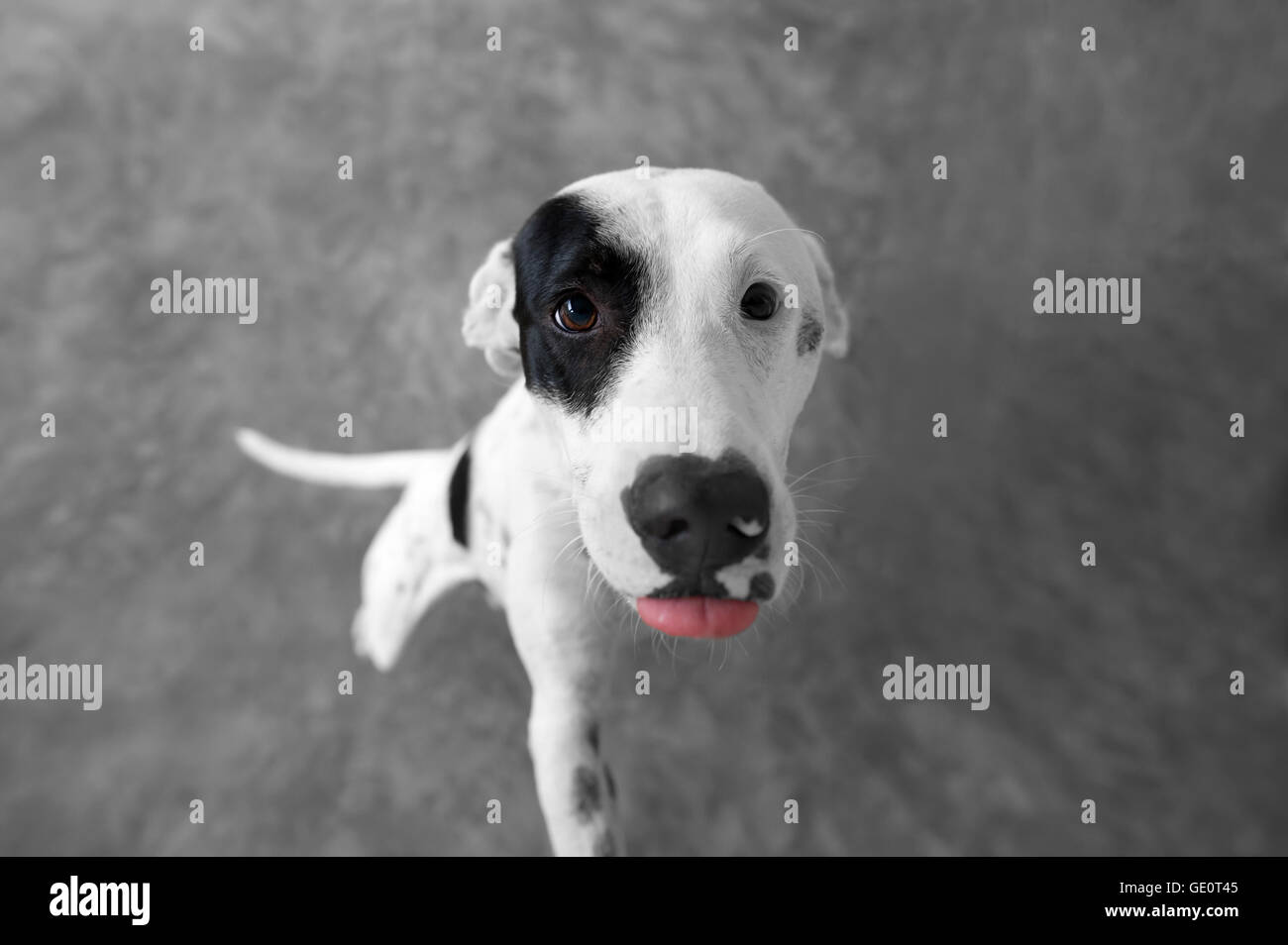 Curieux chien est un mignon petit chien noir et blanc jusqu'à se demander ce qui se passe. Banque D'Images
