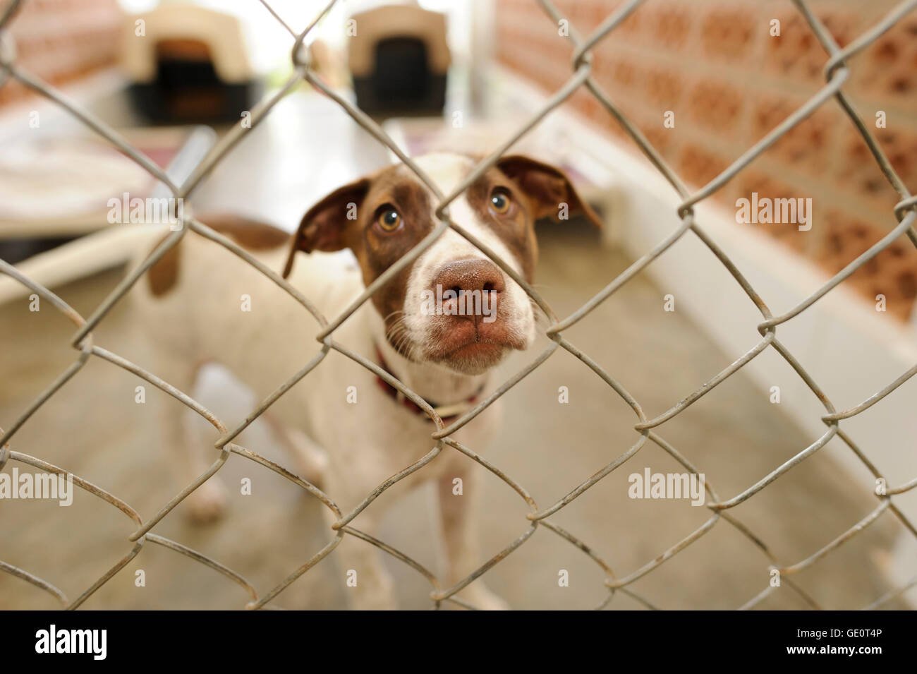 Chien est un abri est un beau chien dans un refuge pour animaux à travers la grille demande si quelqu'un va prendre chez lui t Banque D'Images