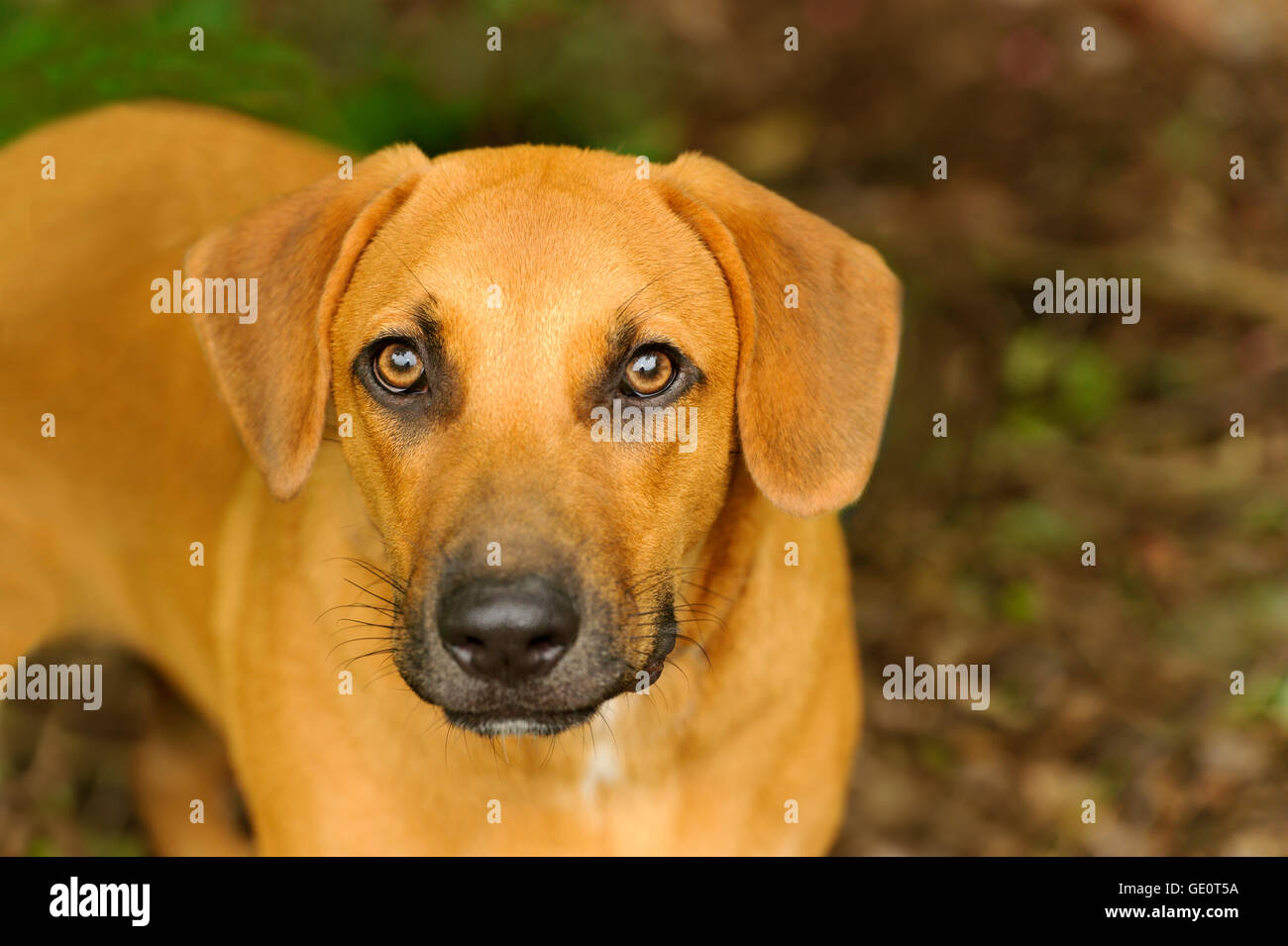Curieux chien est un gros chien marron jusqu'à la nature en plein air dans un beau cadre. Banque D'Images
