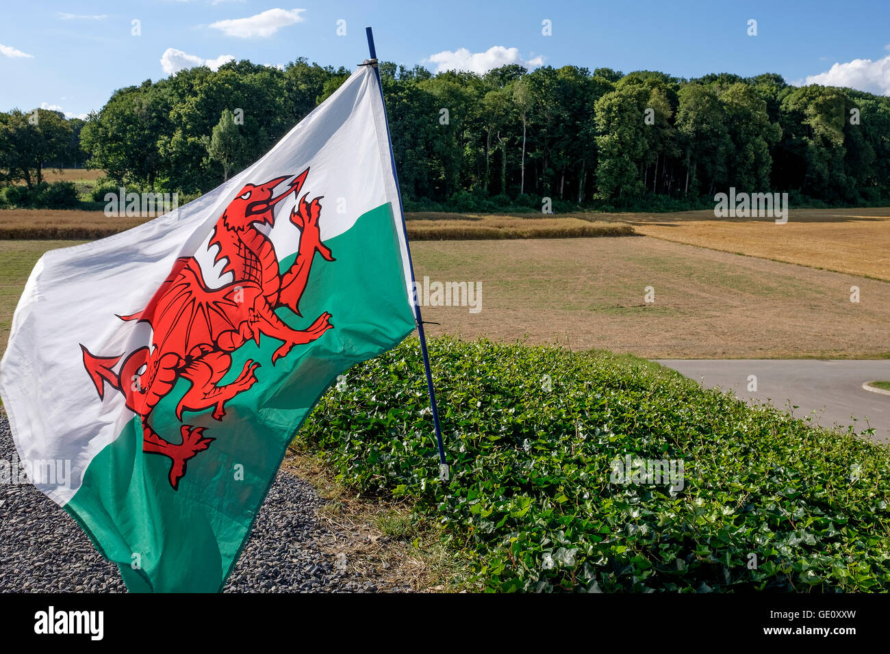 Ce drapeau Weish donne sur la zone où la 38e Division (Welsh) attaqué Mametz Wood entre 7 - 14 juillet 1916. Banque D'Images