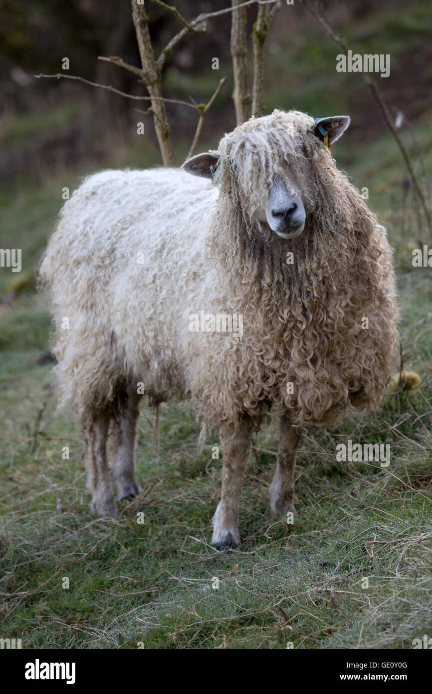 Lion de Cotswold race de moutons, Cotswolds, Gloucestershire, Angleterre, Royaume-Uni, Europe Banque D'Images