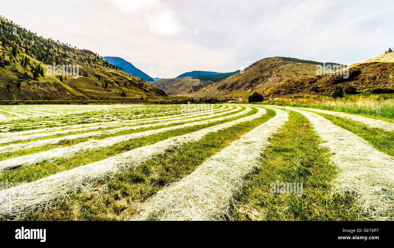 Lignes de foin sur un champ de foin le long de la Route 8 entre Merritt et Spences Bridge in British Columbia, Canada Banque D'Images