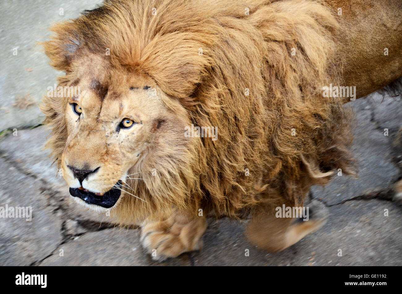 Lion féroce Banque D'Images