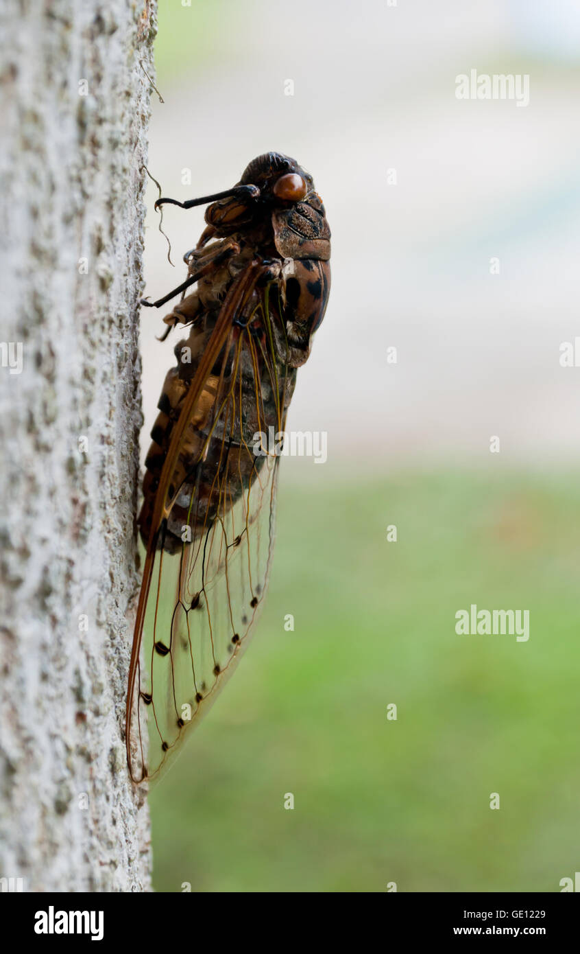 Cigale insecte sur l'arbre. Banque D'Images