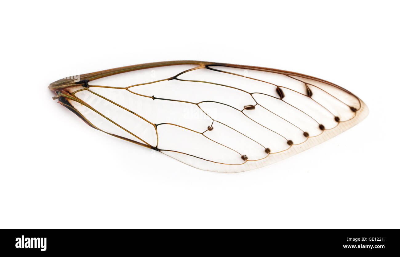 Une paire d'ailes d'insectes de cigale Banque D'Images