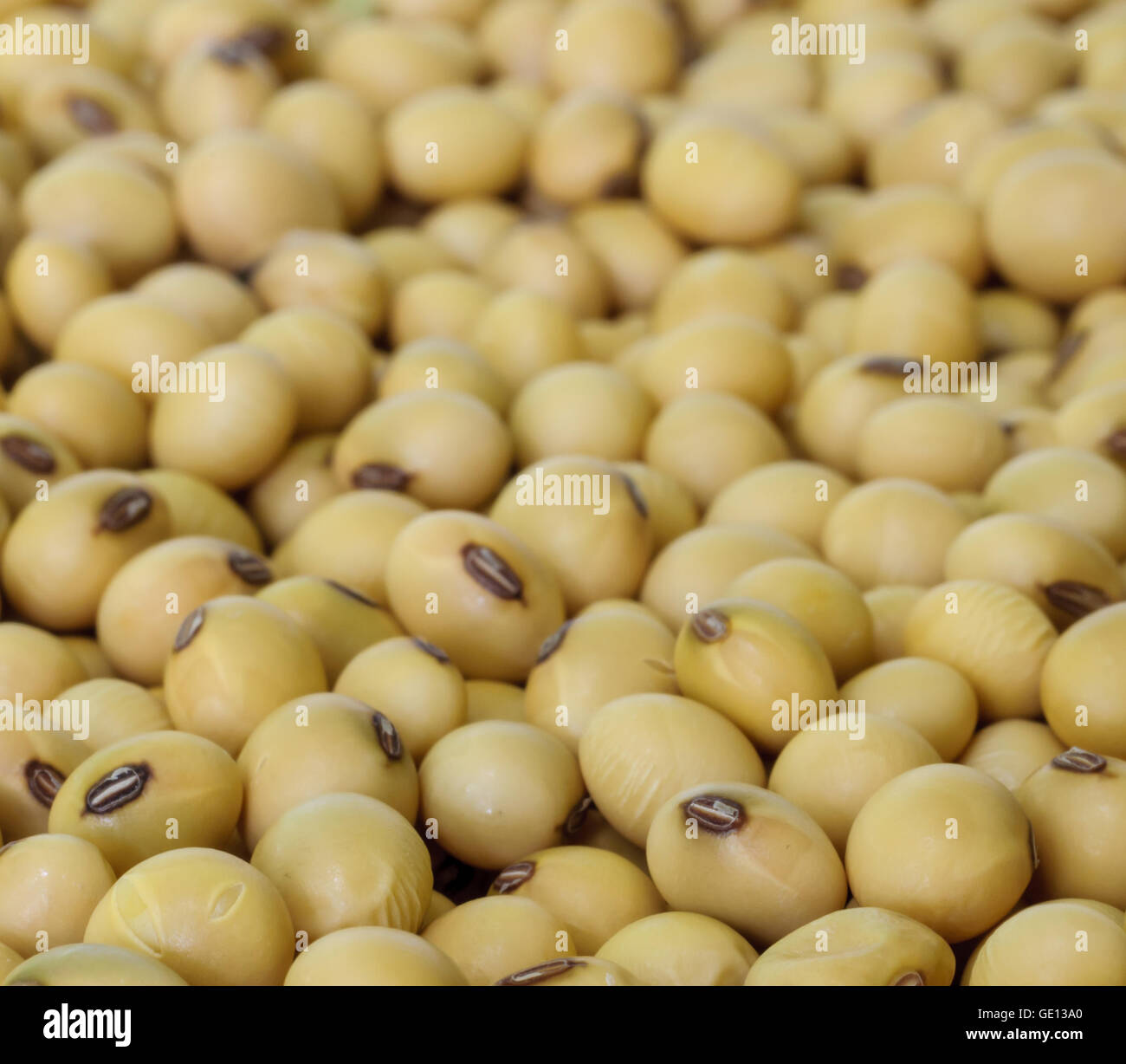 Gros plan du soja l'arrière-plan. Banque D'Images