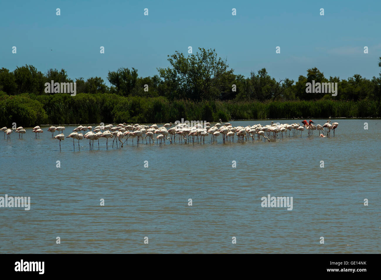Plus de flamants roses au parc ornithologique de Pont de Gau Banque D'Images