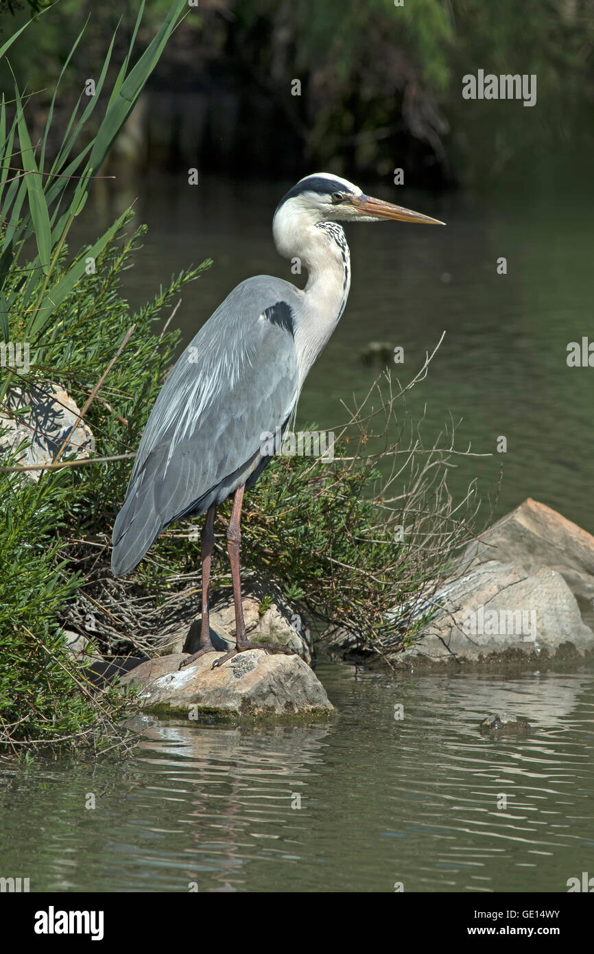 Héron cendré au parc ornithologique de Pont de Gau Banque D'Images