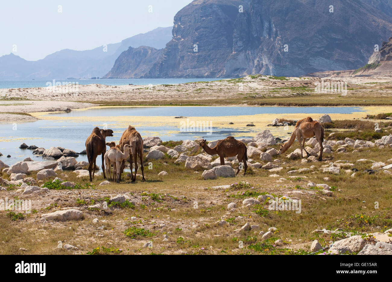 Les chameaux sur une plage, Dhofar, Oman. Banque D'Images