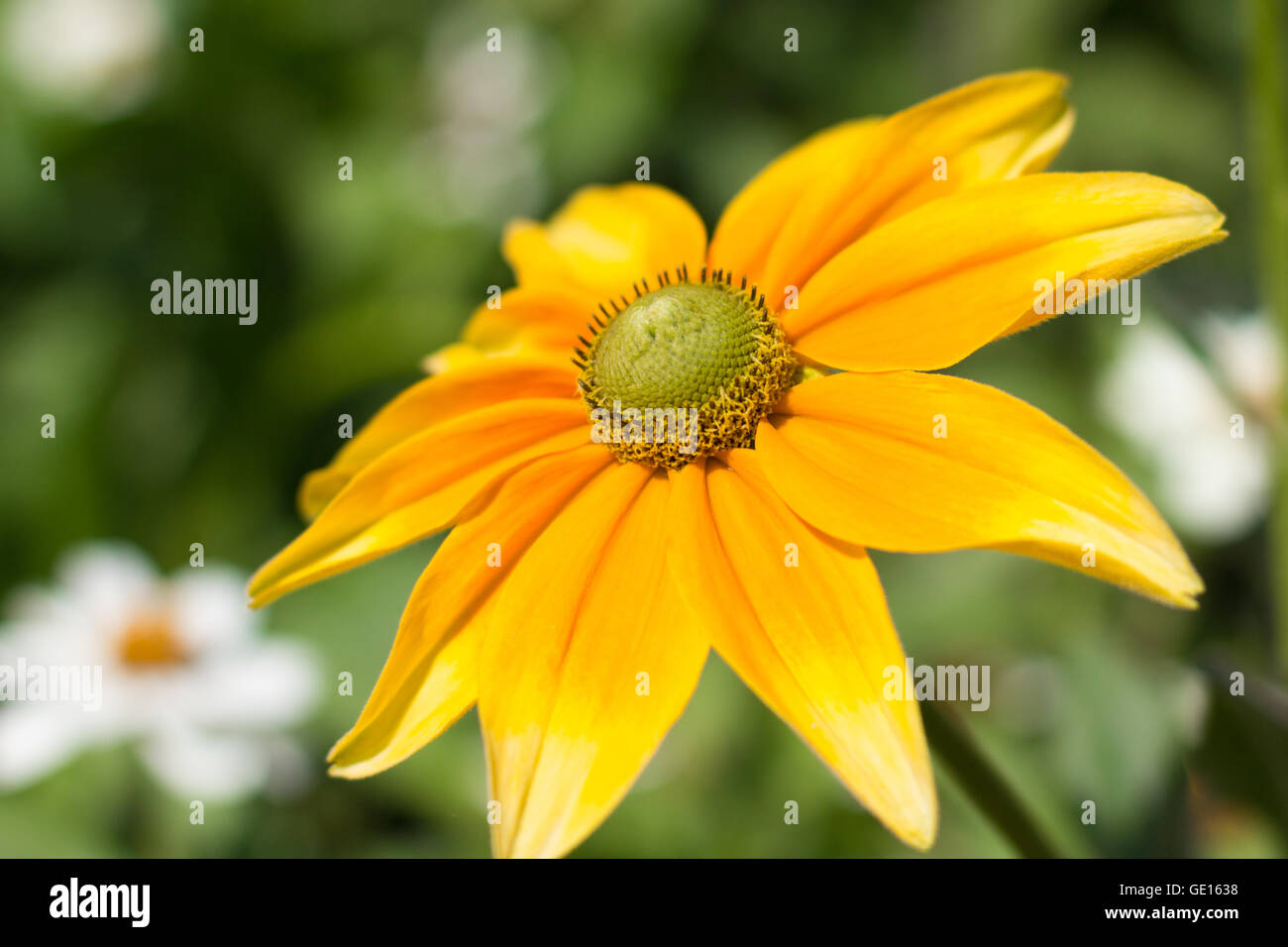 Rudbeckia hirta , fleur jaune l'été - l'été indien Banque D'Images
