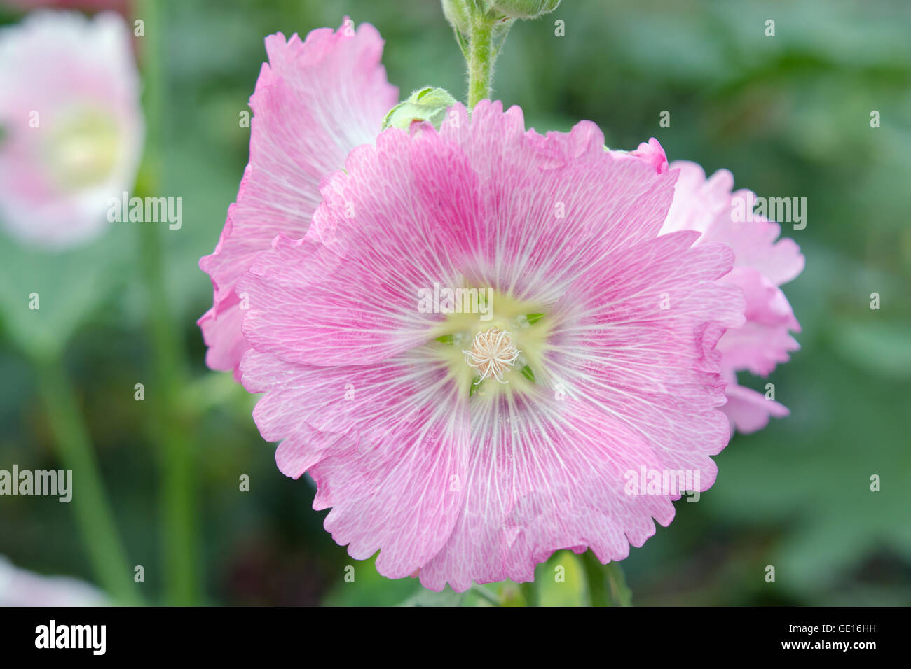 (Fleur d'Hibiscus fleur papier) Nom de famille des Malvacées Banque D'Images