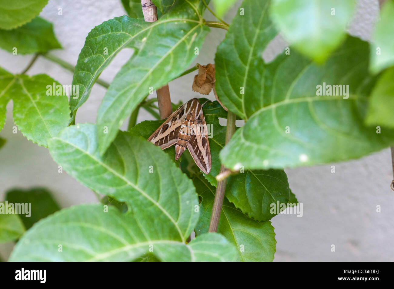 Papillon sur une usine de fruits de la passion Banque D'Images