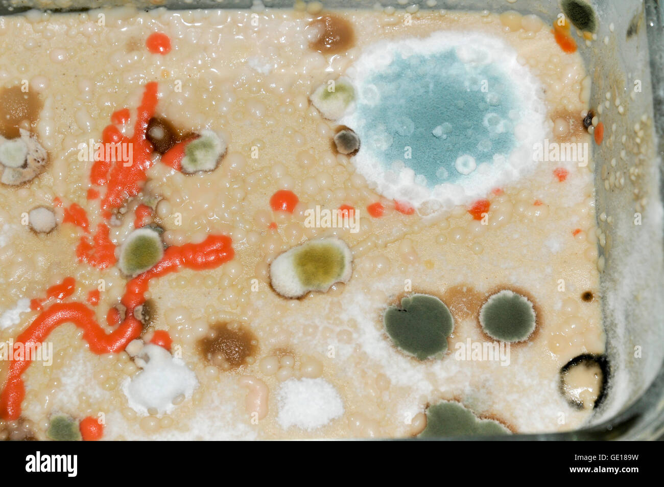 Différents types de moisissures se développent sur les restes d'aliments dans un ustensile de cuisine sale Banque D'Images